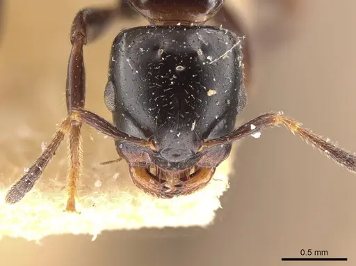 Myrmelachista paderewskii - MCZ-ENT00021426