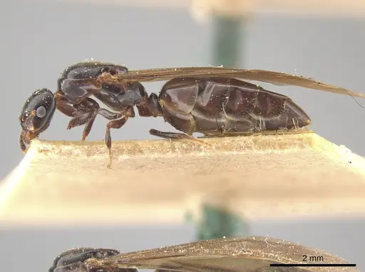 Myrmelachista paderewskii - MCZ-ENT00021426