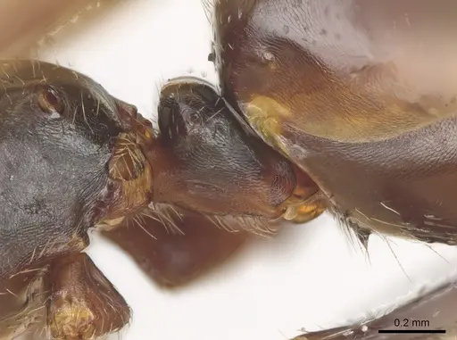 Myrmelachista paderewskii - MCZ-ENT00021426