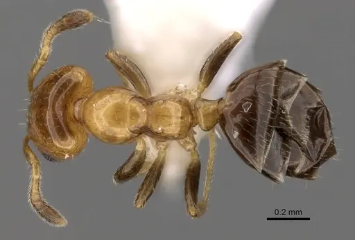 Myrmelachista plebecula specimen