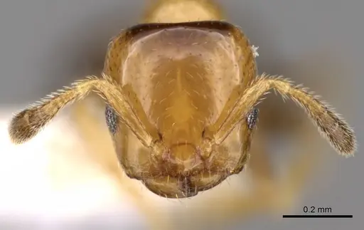 Myrmelachista plebecula specimen