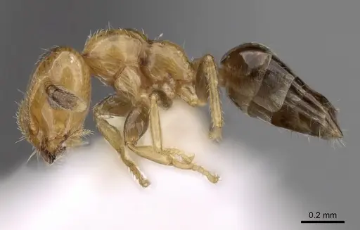 Myrmelachista plebecula specimen