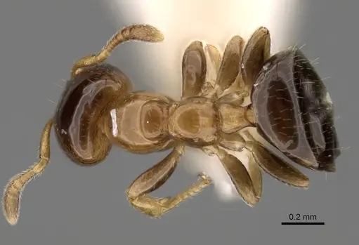 Myrmelachista plebecula - CASENT0280551