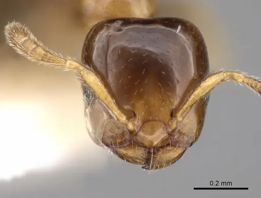 Myrmelachista plebecula - CASENT0280551