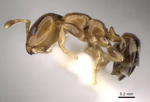 Myrmelachista plebecula - CASENT0280551