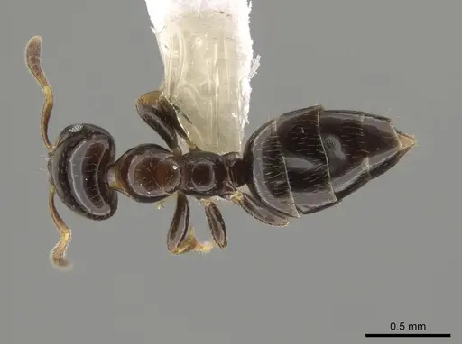 Myrmelachista plebecula - CASENT0637851