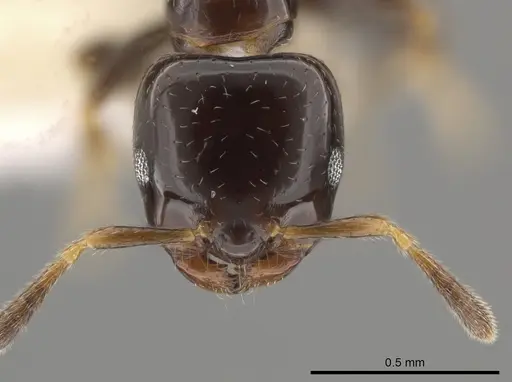 Myrmelachista plebecula - CASENT0637851