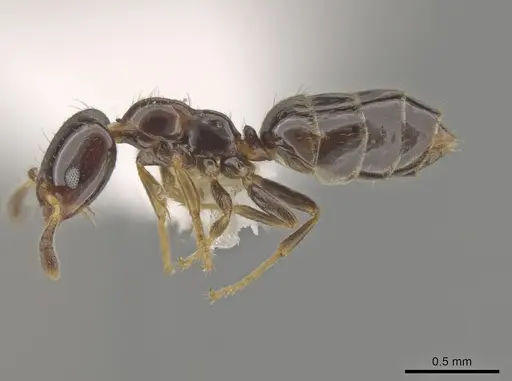 Myrmelachista plebecula - CASENT0637851