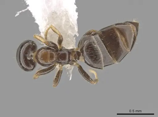 Myrmelachista plebecula - CASENT0650944