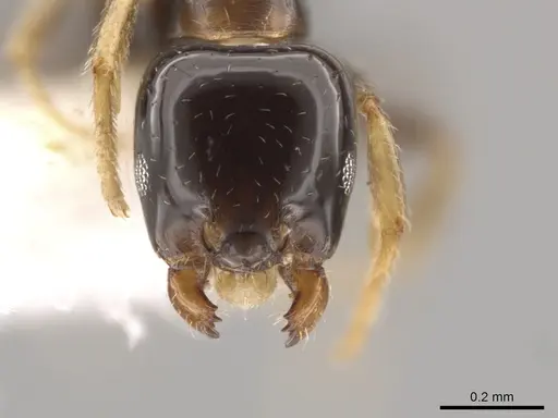 Myrmelachista plebecula - CASENT0650944