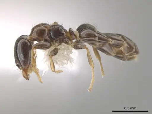 Myrmelachista plebecula - CASENT0650944