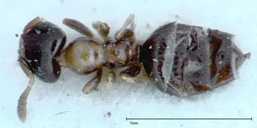 Myrmelachista plebecula - FOCOL0151