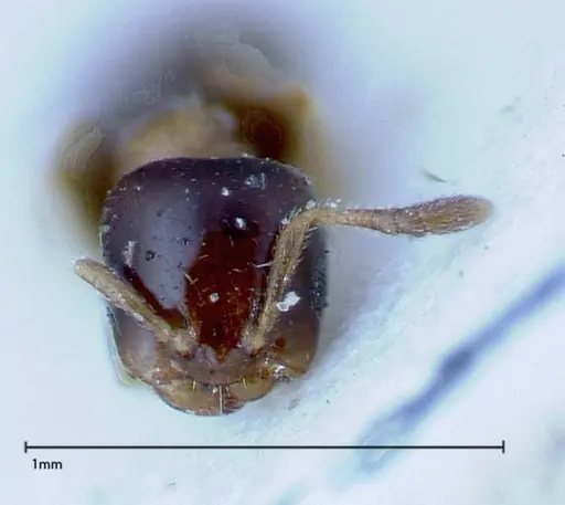 Myrmelachista plebecula - FOCOL0151