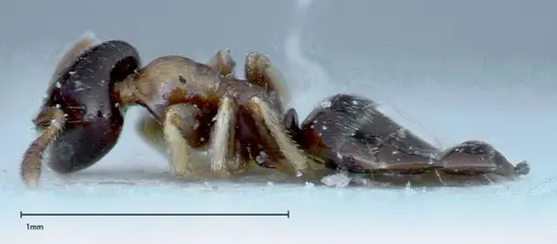 Myrmelachista plebecula - FOCOL0151