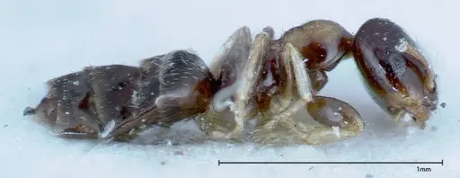 Myrmelachista plebecula - FOCOL0151