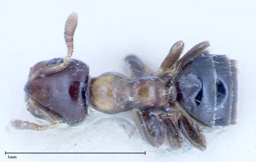 Myrmelachista plebecula - FOCOL0152-1