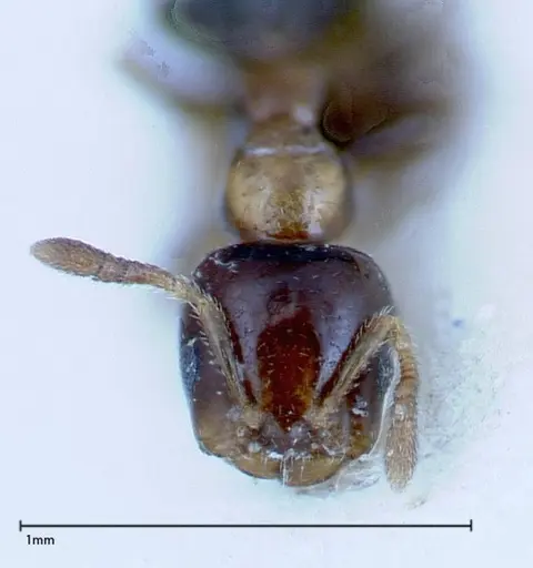 Myrmelachista plebecula - FOCOL0152-1