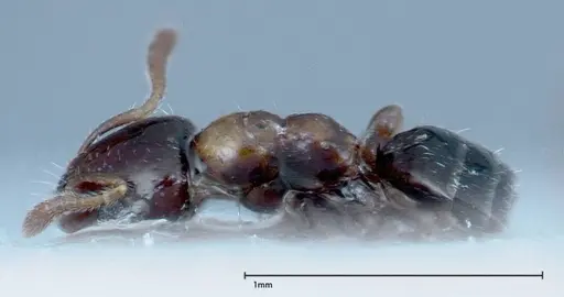 Myrmelachista plebecula - FOCOL0152-1