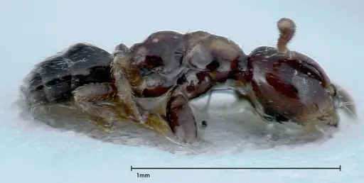 Myrmelachista plebecula - FOCOL0152-1