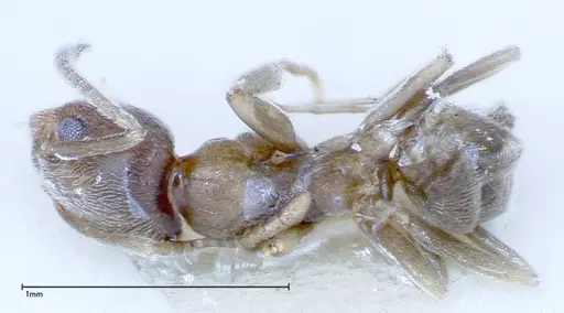 Myrmelachista plebecula - FOCOL0152-2