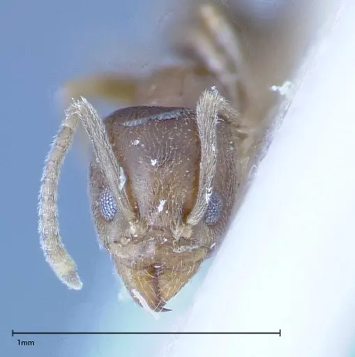 Myrmelachista plebecula - FOCOL0152-2