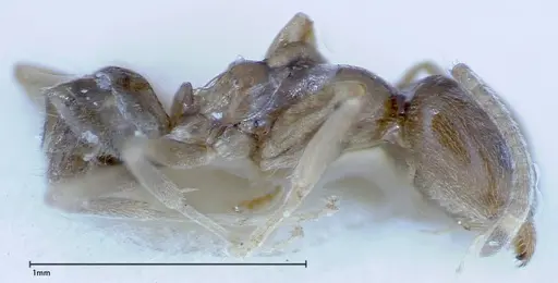 Myrmelachista plebecula - FOCOL0152-2