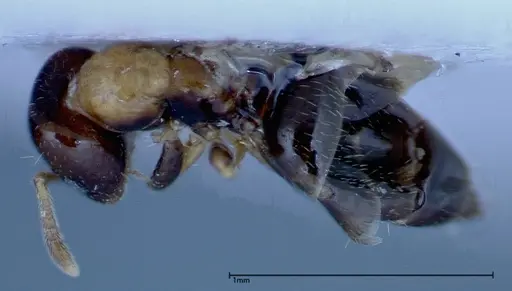 Myrmelachista plebecula - FOCOL0153-1