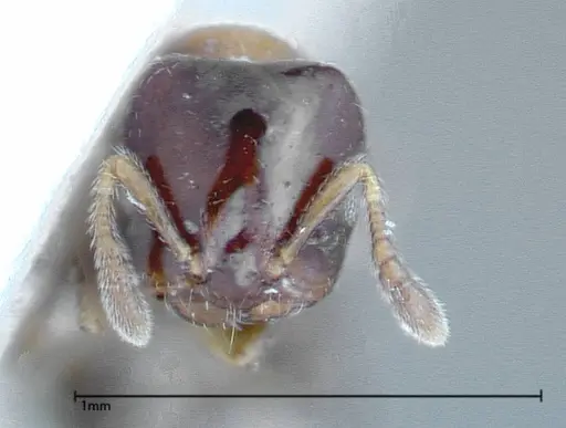 Myrmelachista plebecula - FOCOL0153-1