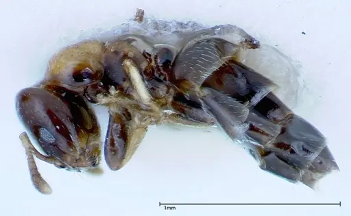 Myrmelachista plebecula - FOCOL0153-1