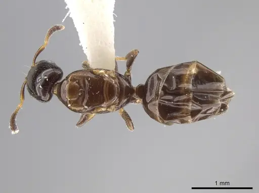 Myrmelachista plebecula - JTLC000002800