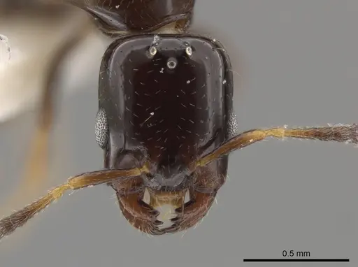 Myrmelachista plebecula - JTLC000002800