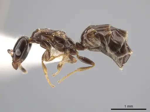 Myrmelachista plebecula - JTLC000002800