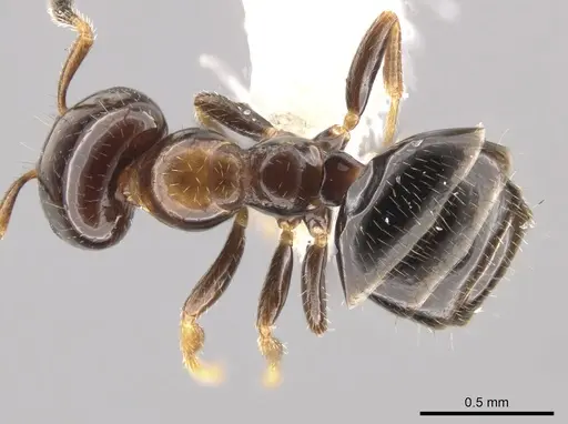 Myrmelachista plebecula - JTLC000005482