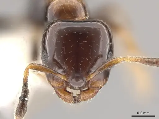 Myrmelachista plebecula - JTLC000005482