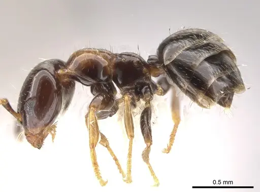 Myrmelachista plebecula - JTLC000005482