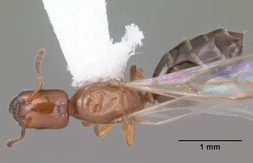 Myrmelachista ramulorum specimen