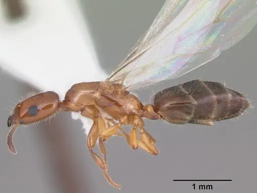 Myrmelachista ramulorum specimen