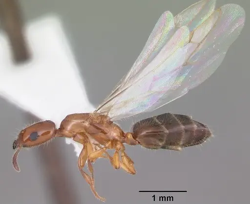 Myrmelachista ramulorum - CASENT0104125