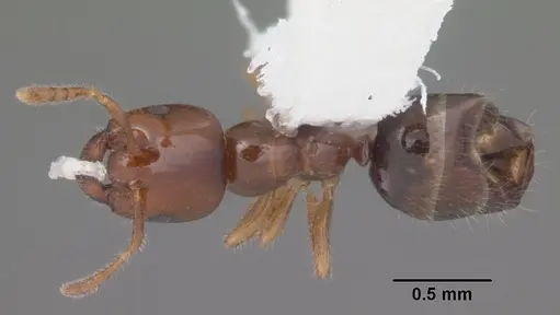 Myrmelachista ramulorum - CASENT0104126