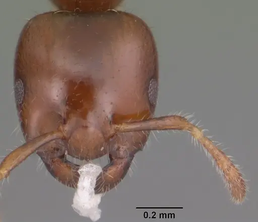 Myrmelachista ramulorum - CASENT0104126