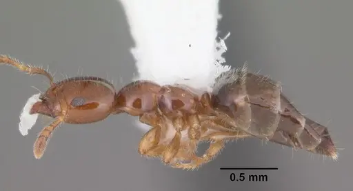 Myrmelachista ramulorum - CASENT0104126