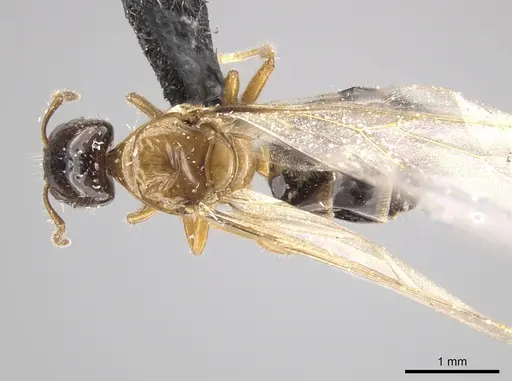 Myrmelachista ramulorum - CASENT0654197