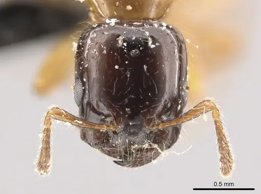 Myrmelachista ramulorum - CASENT0654197