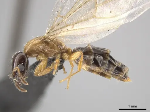 Myrmelachista ramulorum - CASENT0654197