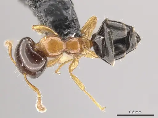 Myrmelachista ramulorum - CASENT0654203