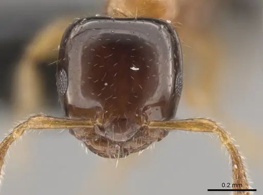 Myrmelachista ramulorum - CASENT0654203