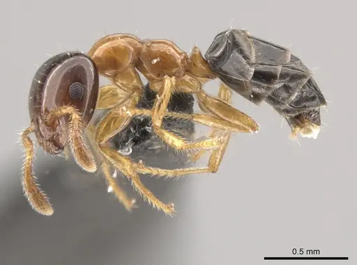 Myrmelachista ramulorum - CASENT0654203