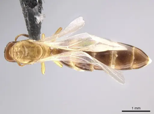 Myrmelachista ramulorum - CASENT0654223