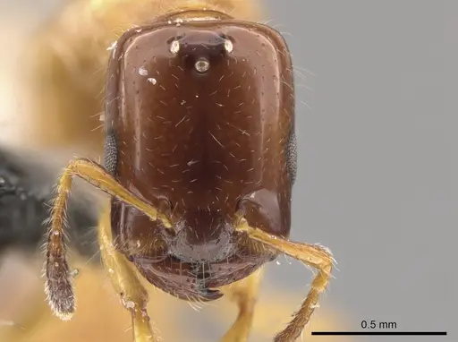 Myrmelachista ramulorum - CASENT0654223