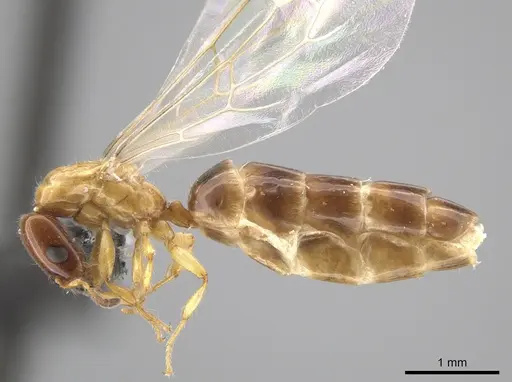 Myrmelachista ramulorum - CASENT0654223